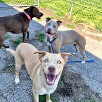 Thumbnail photo of Brooklyn-ADOPTED! #4