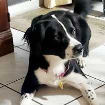 Thumbnail photo of Cher #2