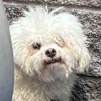 Thumbnail photo of Alabaster #2
