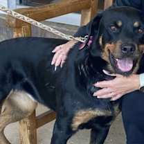 Thumbnail photo of Abby #1