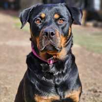Thumbnail photo of Abby #2