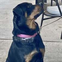 Thumbnail photo of Abby #3