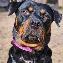 Thumbnail photo of Abby #4