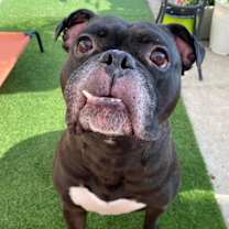 Thumbnail photo of Kong #1