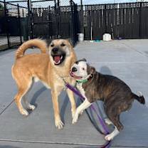 Thumbnail photo of Ducky #3