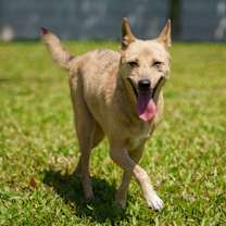 Thumbnail photo of Fontina #2