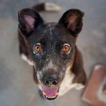 Thumbnail photo of Tonie #1