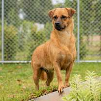 Thumbnail photo of Karajan #3