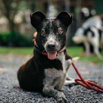 Thumbnail photo of Tonie #2