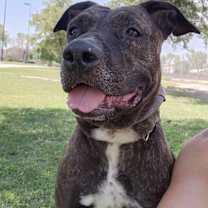 Thumbnail photo of DOLCE #4