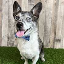 Thumbnail photo of Calvin #2