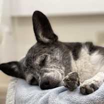 Thumbnail photo of Calvin #4