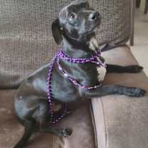 Thumbnail photo of Jub Jub #1