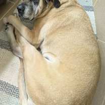 Thumbnail photo of Izzabella #3