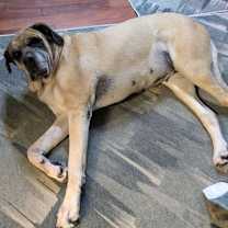 Thumbnail photo of Izzabella #4