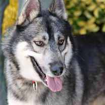 Thumbnail photo of Holden #1