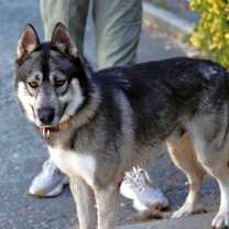 Thumbnail photo of Holden #2