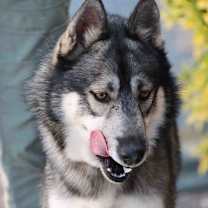 Thumbnail photo of Holden #3