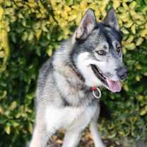 Thumbnail photo of Holden #4