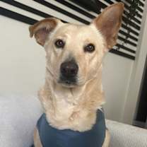 Thumbnail photo of Goldie #1