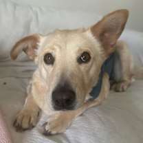 Thumbnail photo of Goldie #2