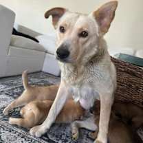 Thumbnail photo of Goldie #3