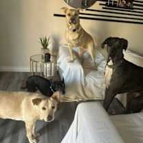 Thumbnail photo of Goldie #4