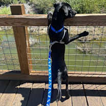 Thumbnail photo of Moose #2