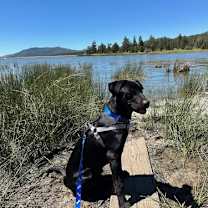 Thumbnail photo of Moose #3