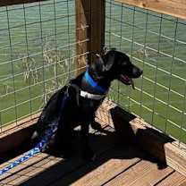 Thumbnail photo of Moose #4