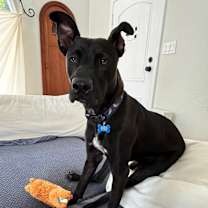 Thumbnail photo of Loki #3