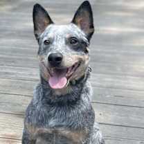 Thumbnail photo of Leroy #1