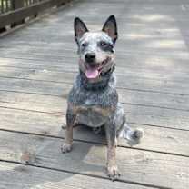 Thumbnail photo of Leroy #2