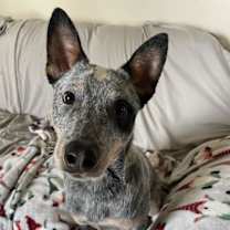 Thumbnail photo of Leroy #3