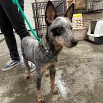 Thumbnail photo of Leroy #4