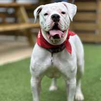 Thumbnail photo of Bella Vida #4