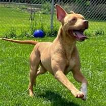 Thumbnail photo of Duke #2