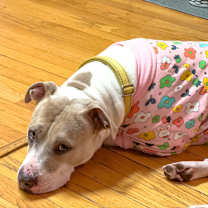 Thumbnail photo of Nova #3