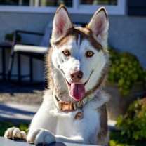 Thumbnail photo of Raya #1