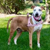 Thumbnail photo of Sadie #1