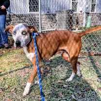 Thumbnail photo of Sadie #2