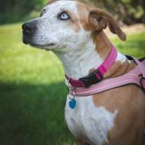 Thumbnail photo of Sadie #4