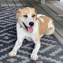 Thumbnail photo of Coco #1