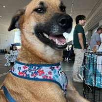 Thumbnail photo of Balu #1