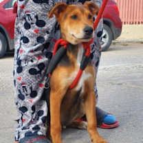 Thumbnail photo of Argus #1