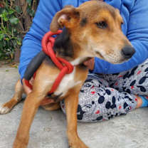 Thumbnail photo of Argus #2