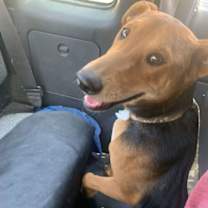 Thumbnail photo of Argus #3