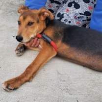 Thumbnail photo of Argus #4