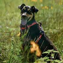 Thumbnail photo of Sorrel #4