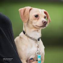 adopt-pet